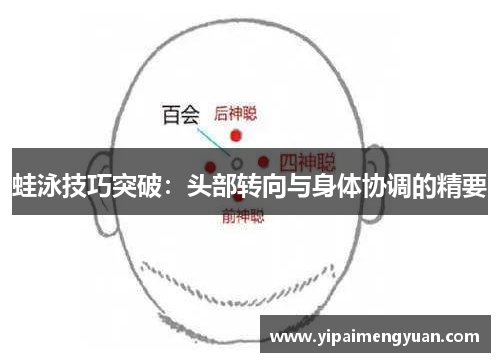 蛙泳技巧突破：头部转向与身体协调的精要